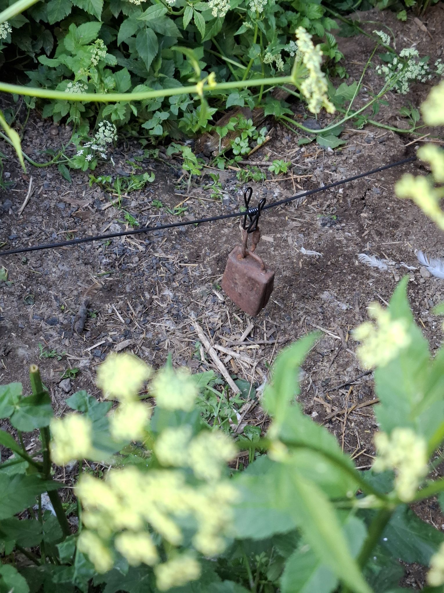 Mikkel Rev vet ikke hvem han ypper med - Hverdagen på Fjellborg